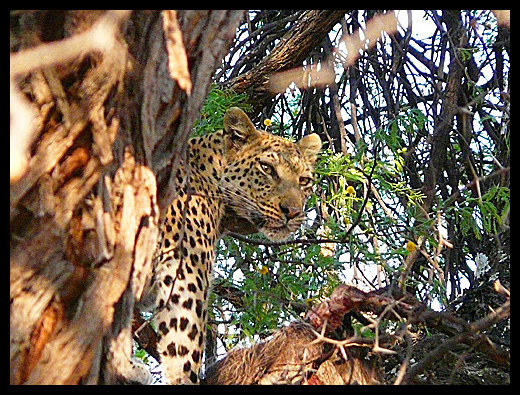 leopard
